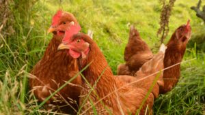 Cyberattackers Use HR Targets to Lay More_Eggs Backdoor